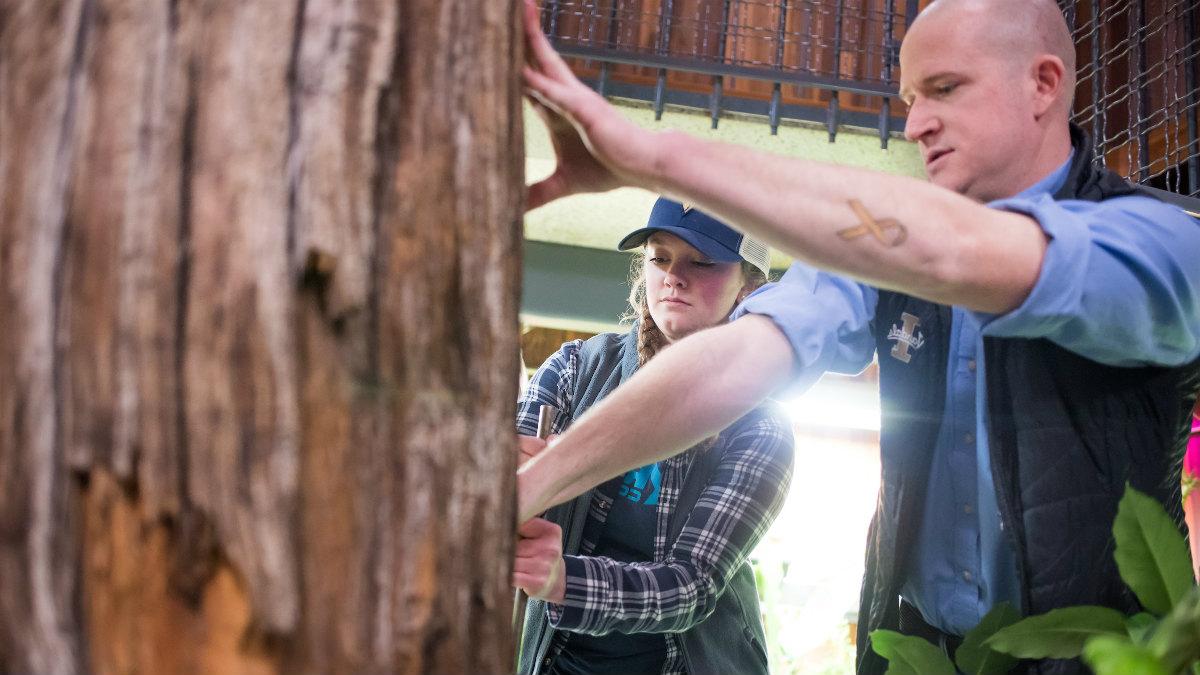 Grant Harley, pictured, assistant professor in the Department of Geography of the College of Science, works with students to “core” the snag in the College of Natural Resources building on the University of Idaho campus in an attempt to determine its age.